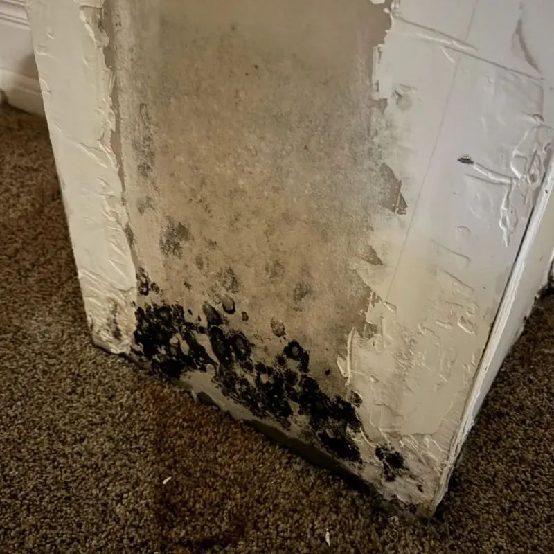 Professional Mold Removal in Pennington County, MN